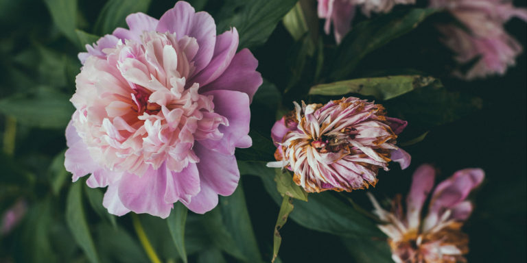 A Matter of Life and Death