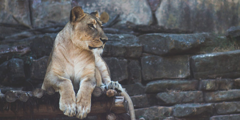 A Transcendent Peace