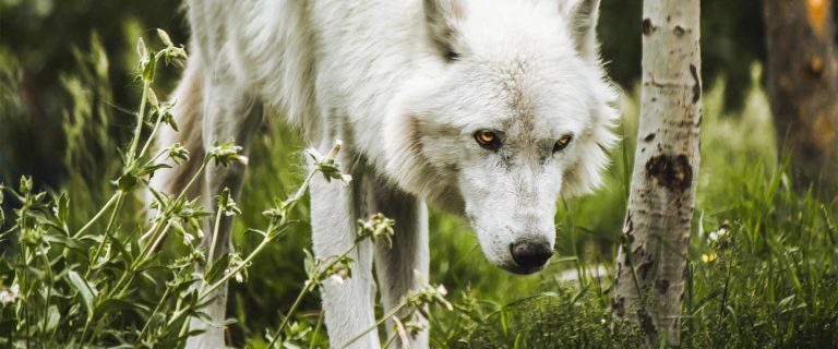 A Wolf in Sheep’s Clothing