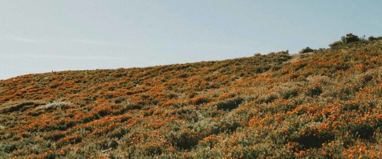 Blooming in the Desert