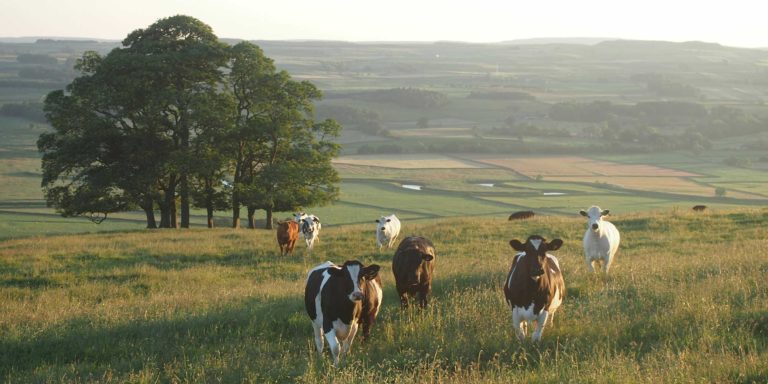 Can We Find Anyone Like This Man?