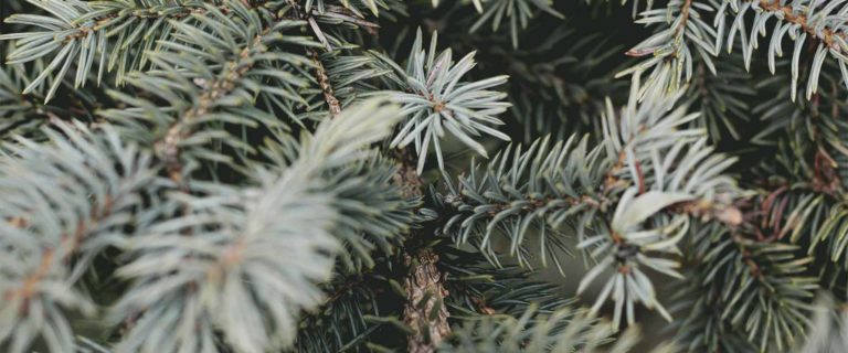 Day 3: Family Christmas Devotional