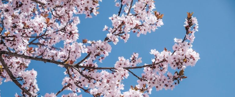 Easter Devotional: Day 4