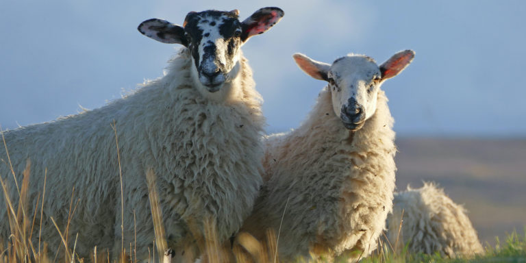 Faithful and Gracious