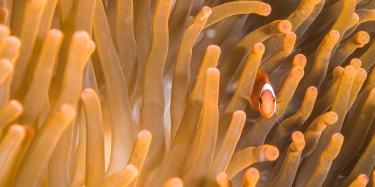 Fiery Frustration and Holy Fury