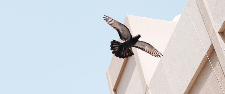 Good News Travels Faster