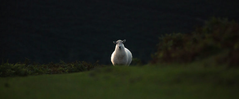 He Leaves The Ninety-Nine