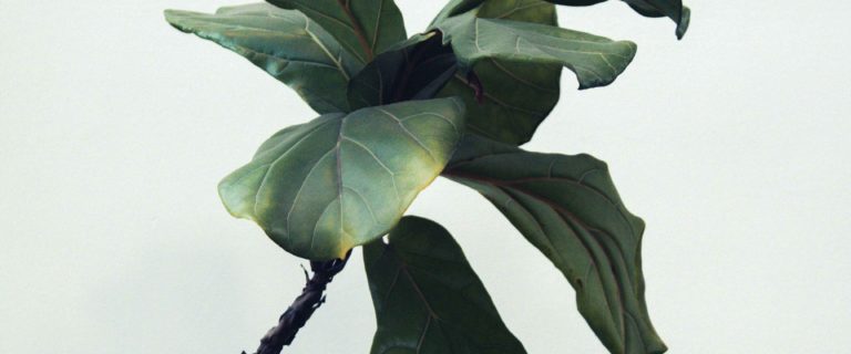 Learning From Nature