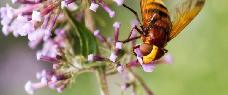 Our Creative Creator