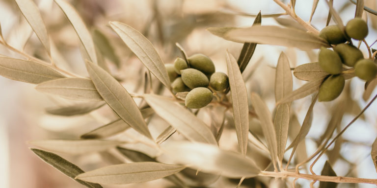 Spiritual Disciplines: Study the Bible