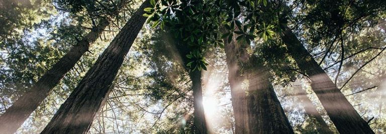 The Cares of This World