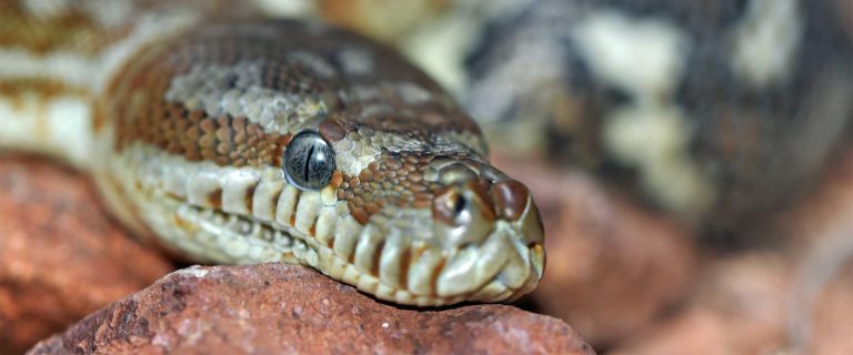 The Christian’s Relationship with Satan