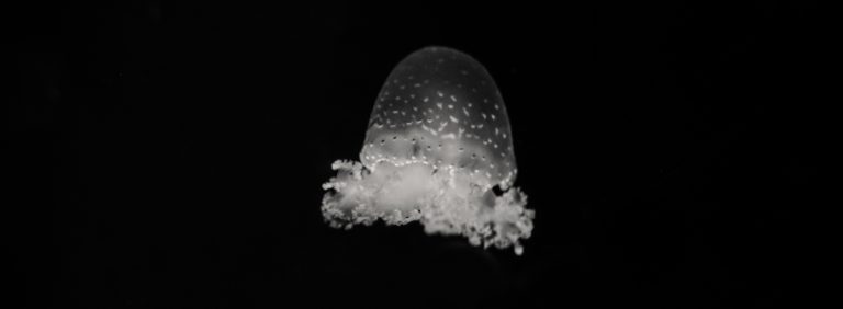 The Fifth Day in the Garden of Eden