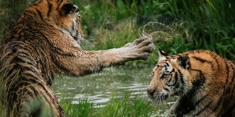 The Jaundice of Jealousy