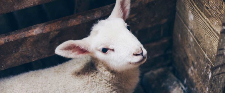 The Lord Will Provide