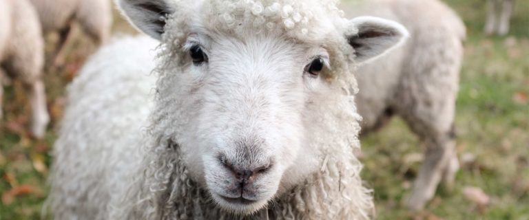 The Sheep and The Shepherd