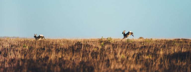 The Sixth Day in the Garden of Eden: Part 1