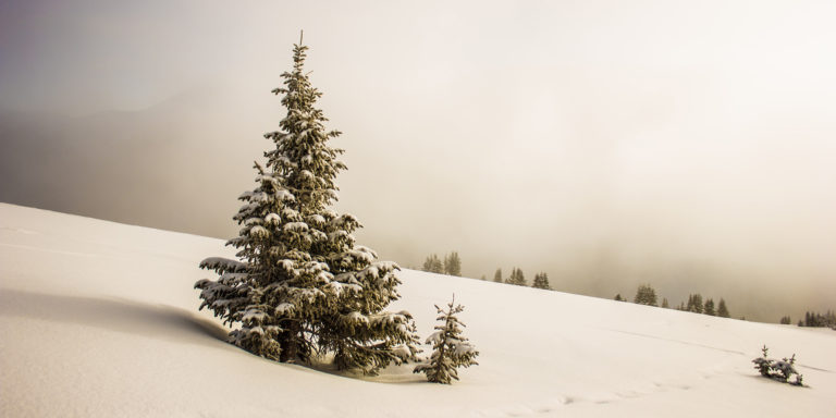 The Tapestry of Peace