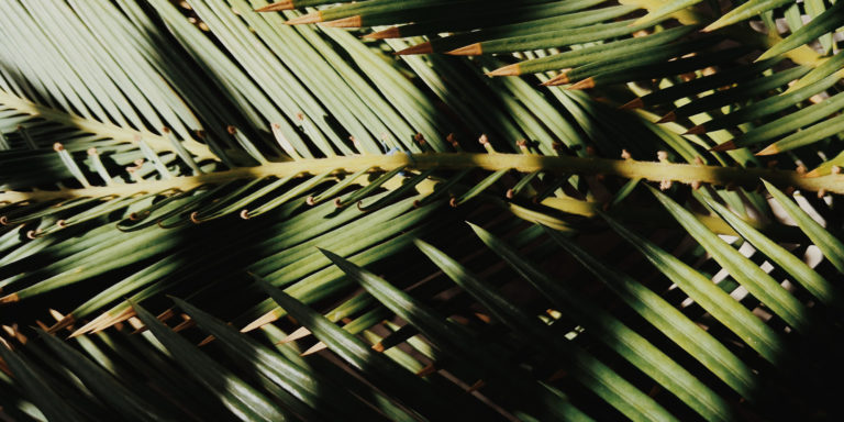 Why Do We Celebrate Palm Sunday?