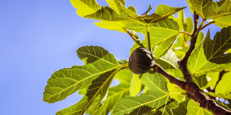 All Leaves, No Fruit