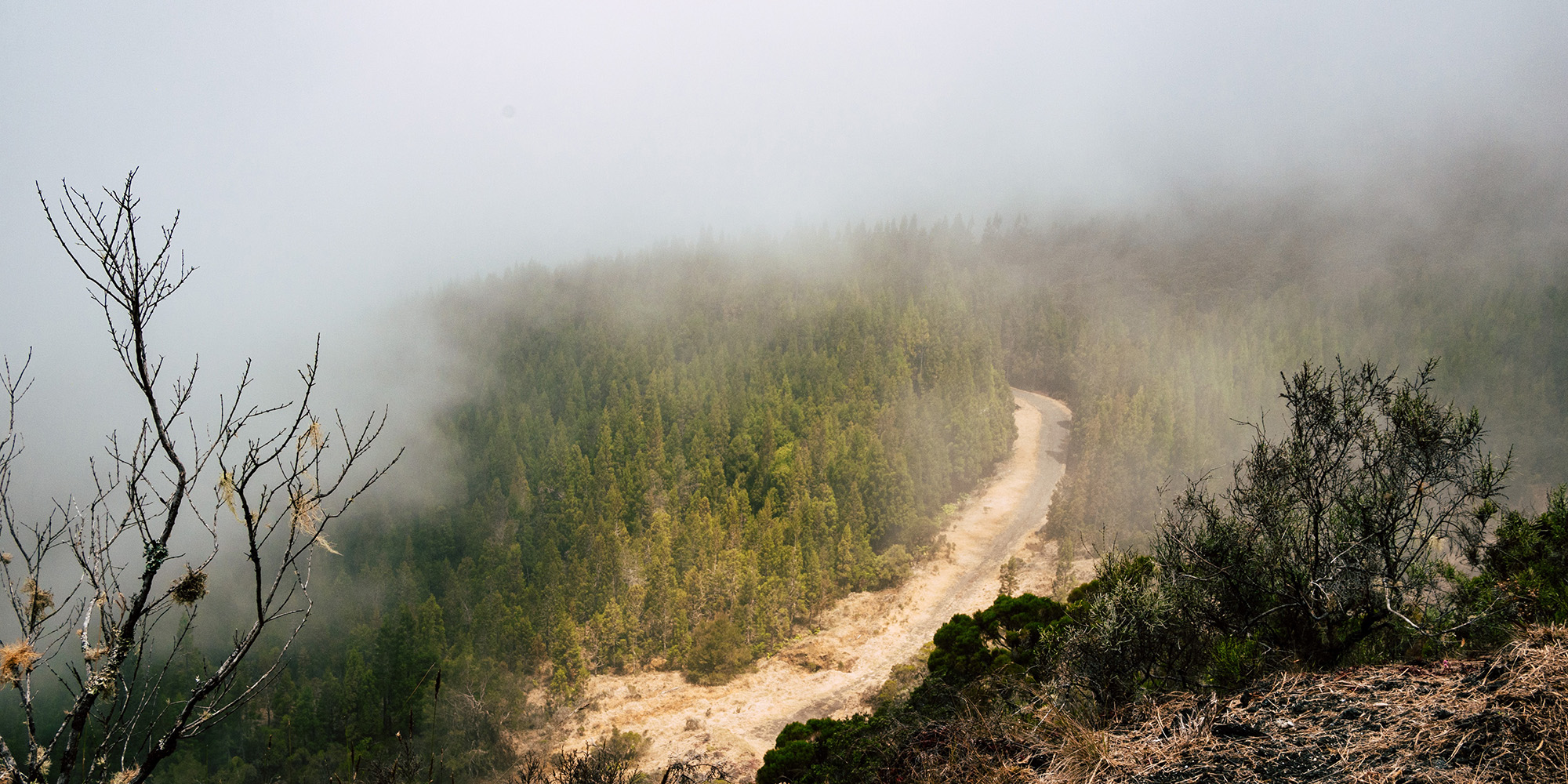 Divinely Devised Devo Image