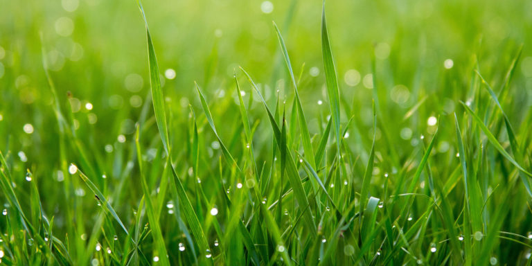 Corrected but Not Abandoned Devo Image