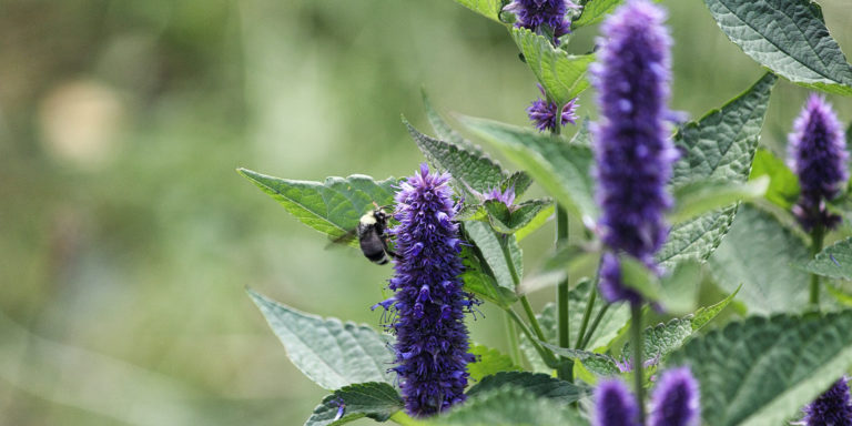 Hyssop, a Lamb, and God’s Mercy