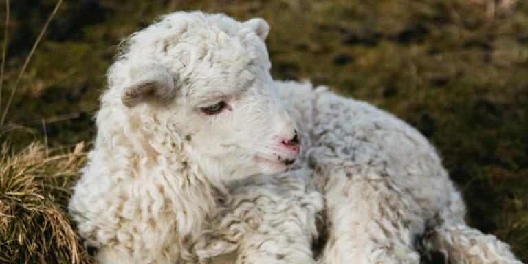 The Cost of Consecration