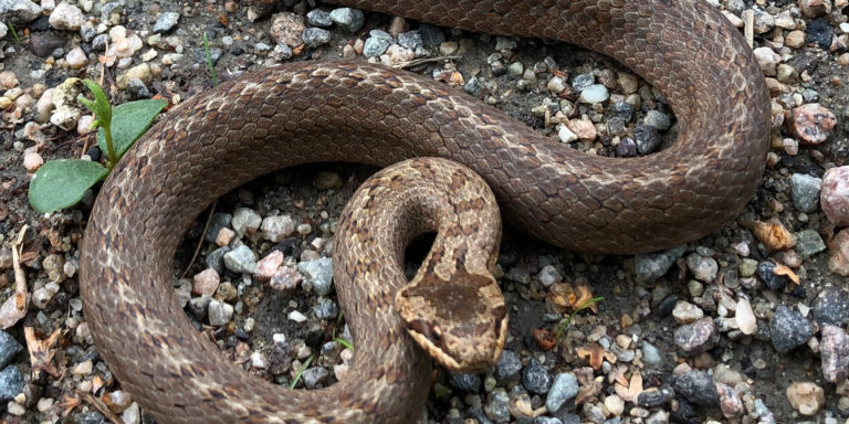 Conjuring Conterfeits