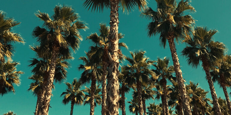 The Why of the Law Devo Image