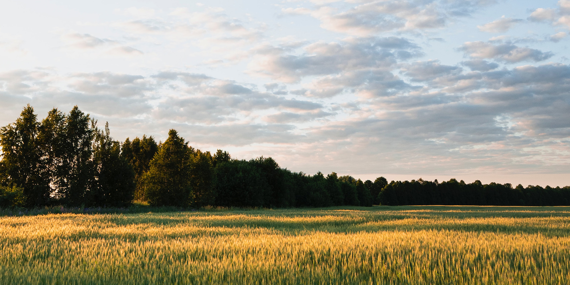 Give it a Rest Devo Image