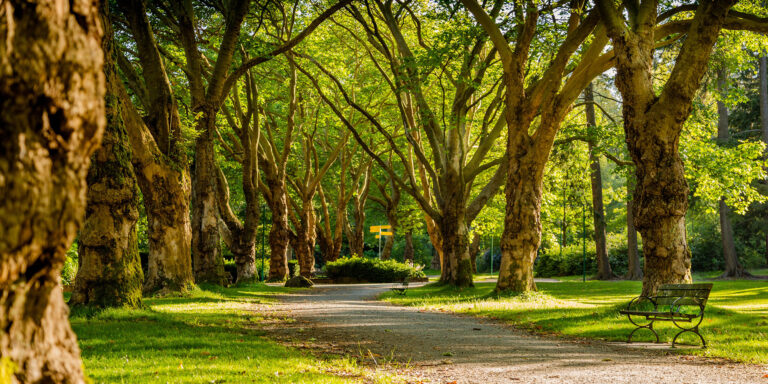 The Fourth Commandment Devo Image